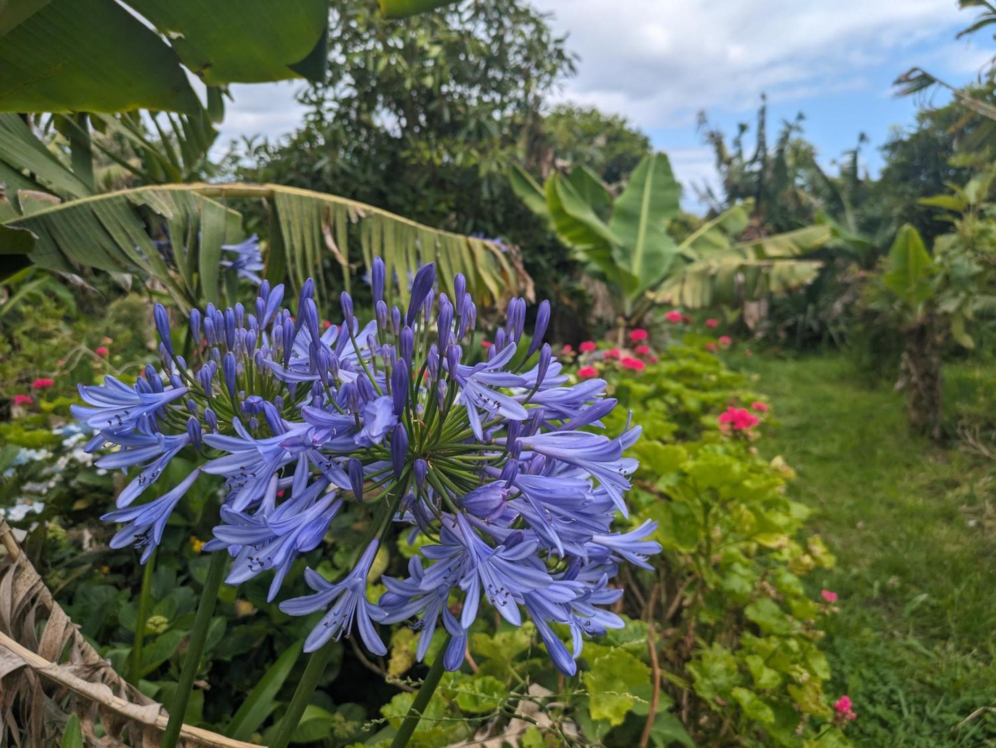 Bed and Breakfast The Plantation Faial Feteira  Esterno foto